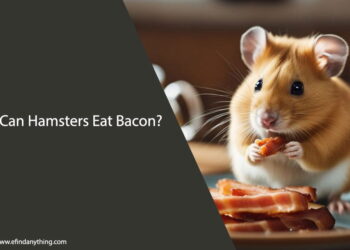 Can Hamsters Eat Bacon