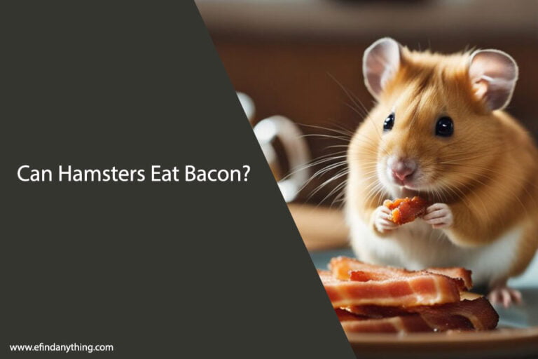 Can Hamsters Eat Bacon
