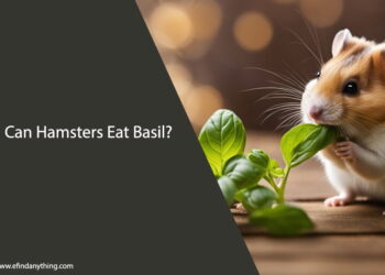 Can Hamsters Eat Basil