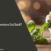Can Hamsters Eat Basil