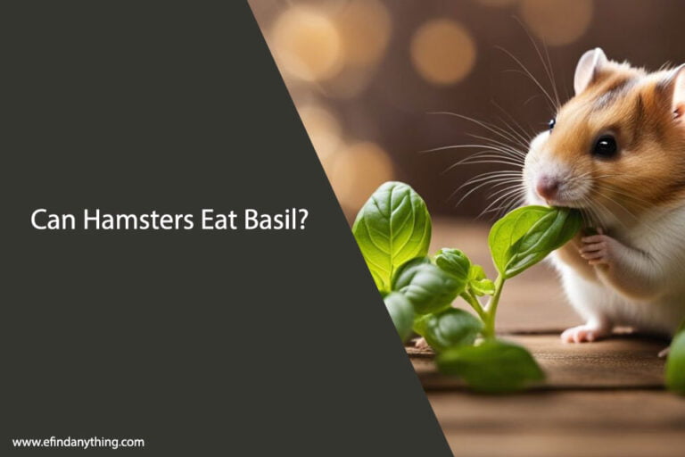 Can Hamsters Eat Basil