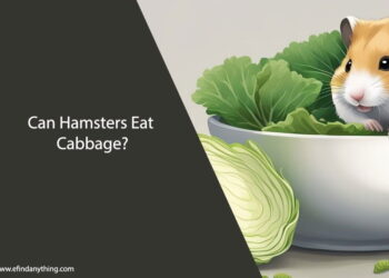 Can Hamsters Eat Cabbage