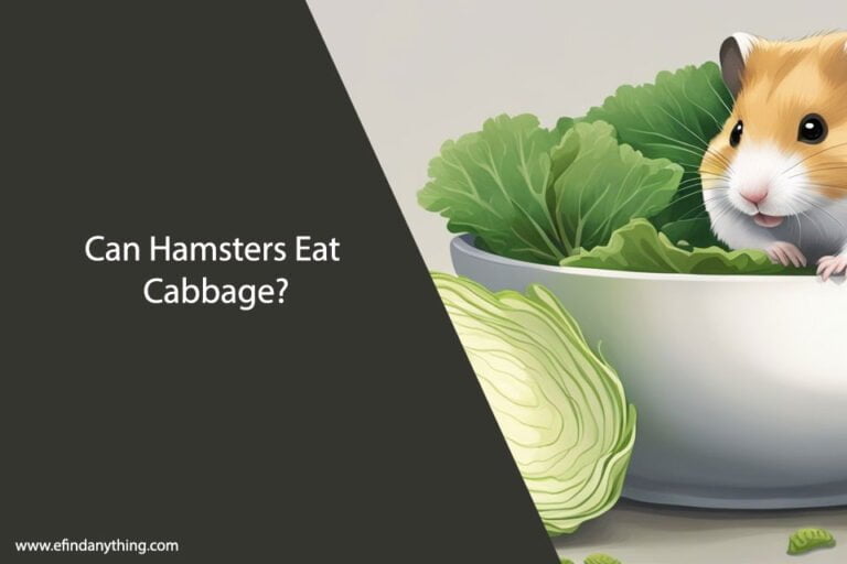 Can Hamsters Eat Cabbage