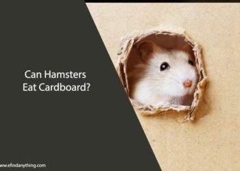 Can Hamsters Eat Cardboard