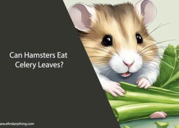 Can Hamsters Eat Celery Leaves