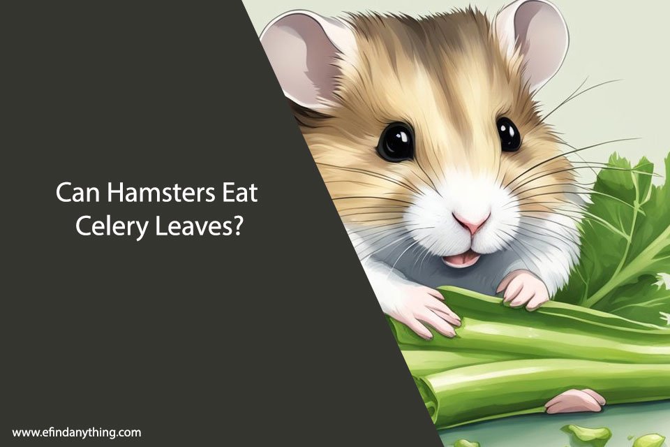 Can Hamsters Eat Celery Leaves?