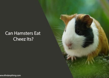 Can Hamsters Eat Cheez Its