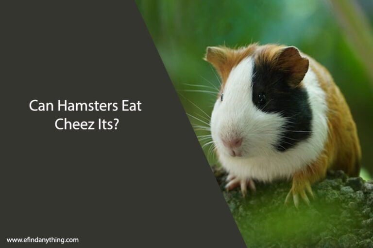 Can Hamsters Eat Cheez Its