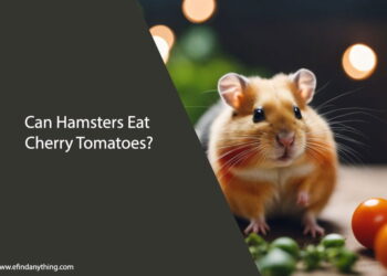 Can Hamsters Eat Cherry Tomatoes