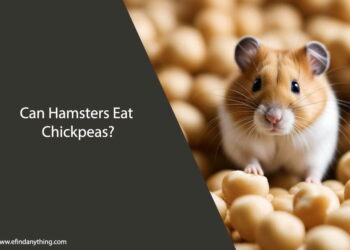 Can Hamsters Eat Chickpeas