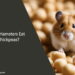 Can Hamsters Eat Chickpeas