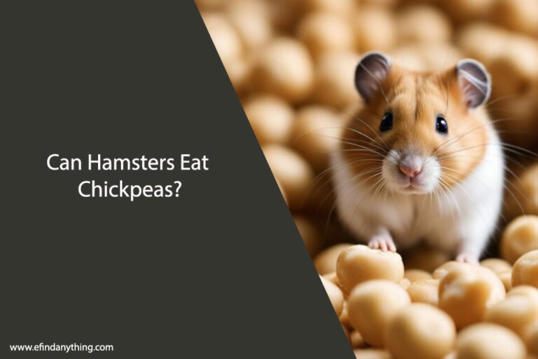 Can Hamsters Eat Chickpeas
