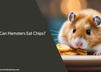 Can Hamsters Eat Chips