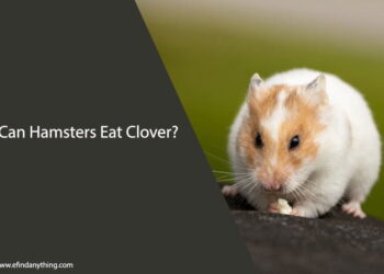 Can Hamsters Eat Clover