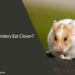 Can Hamsters Eat Clover