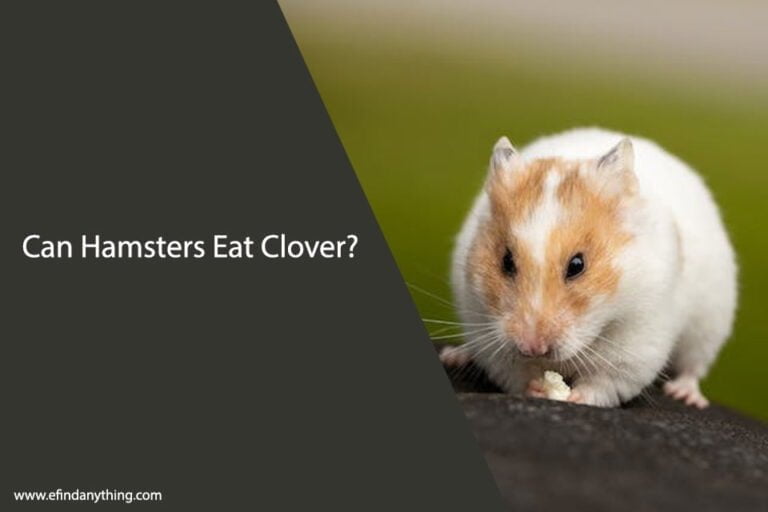 Can Hamsters Eat Clover