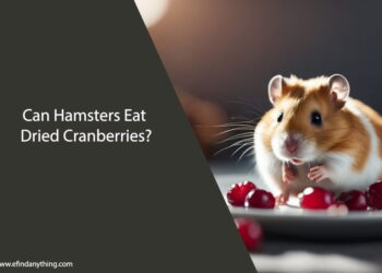Can Hamsters Eat Dried Cranberries