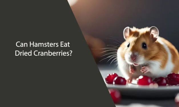 Can Hamsters Eat Dried Cranberries?