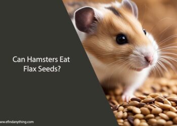 Can Hamsters Eat Flax Seeds
