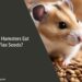 Can Hamsters Eat Flax Seeds