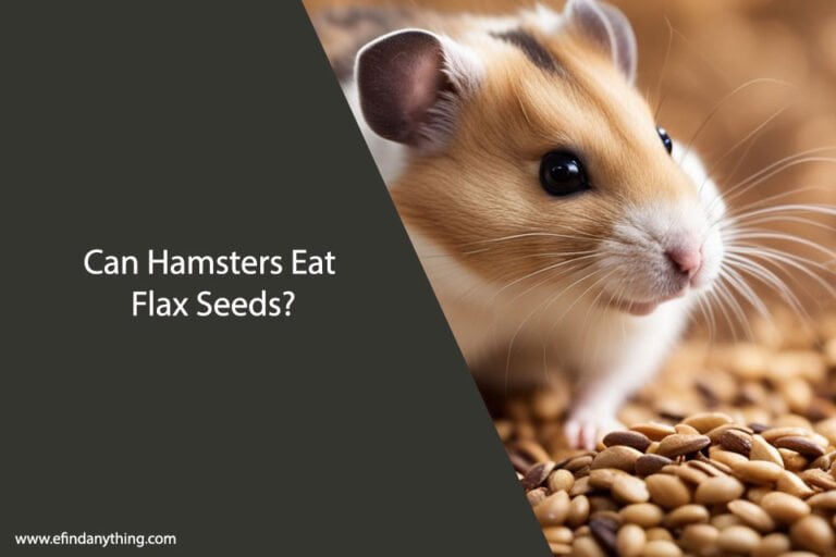 Can Hamsters Eat Flax Seeds