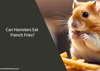 Can Hamsters Eat French Fries