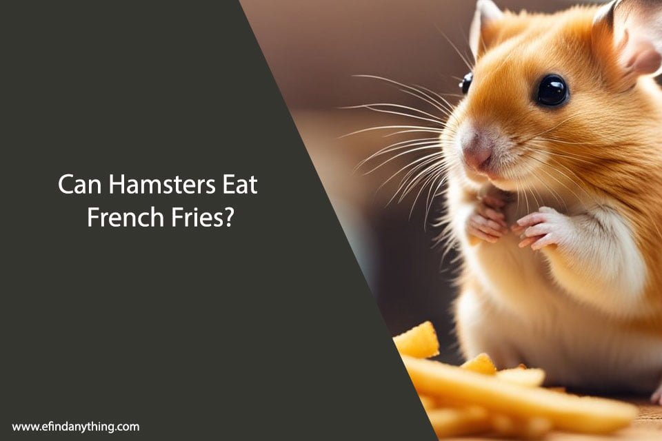 Can Hamsters Eat French Fries