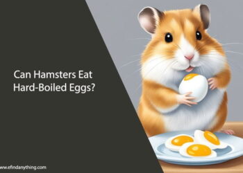 Can Hamsters Eat Hard-Boiled Eggs