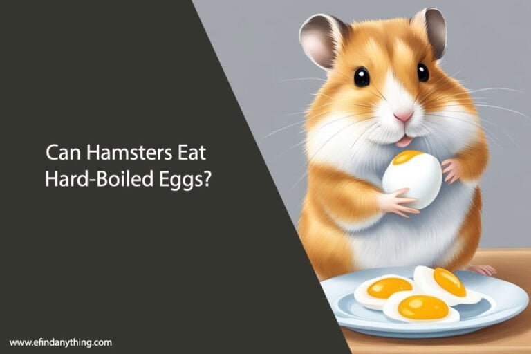 Can Hamsters Eat Hard-Boiled Eggs