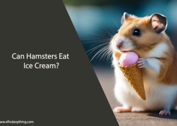 Can Hamsters Eat Ice Cream