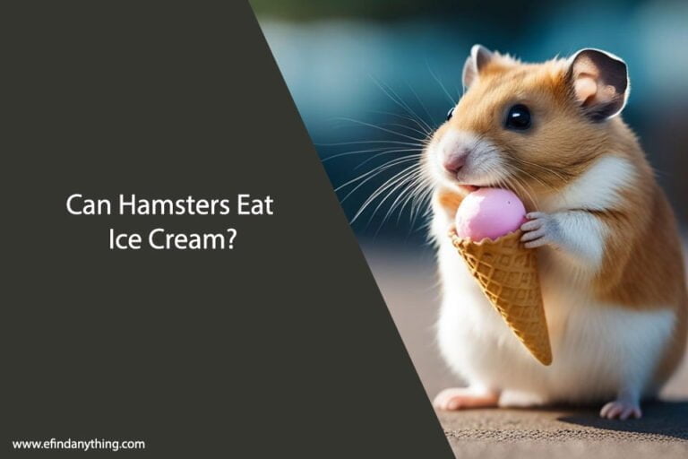 Can Hamsters Eat Ice Cream