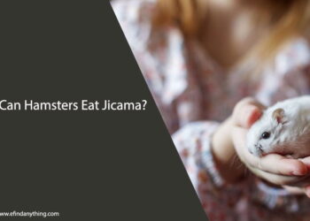 Can Hamsters Eat Jicama