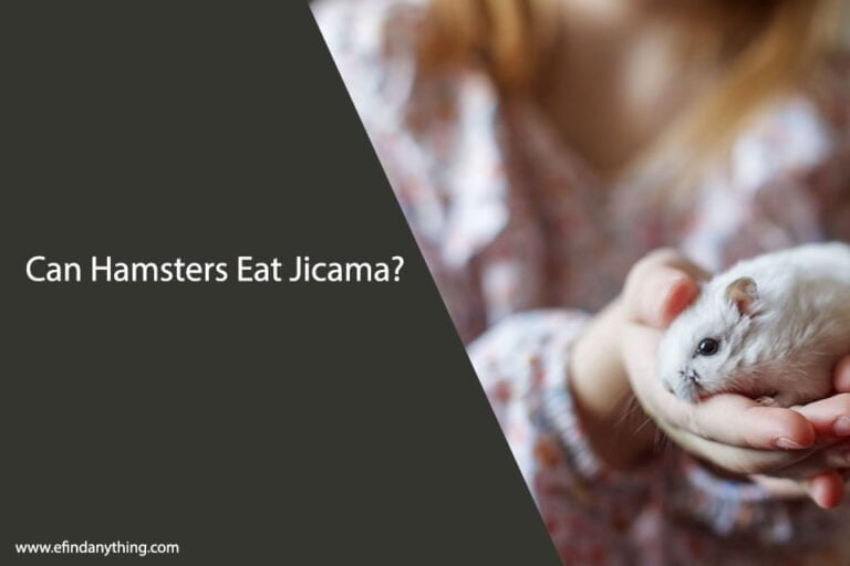 Can Hamsters Eat Jicama