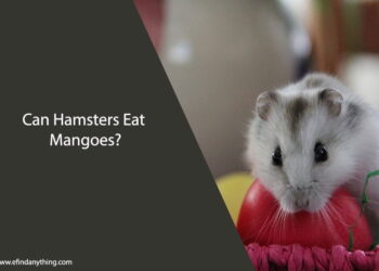 Can Hamsters Eat Mangoes