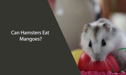 Can Hamsters Eat Mangoes