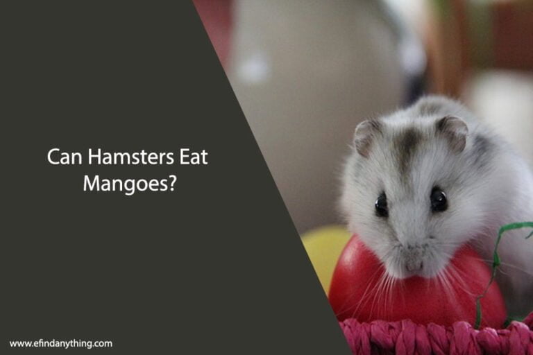 Can Hamsters Eat Mangoes