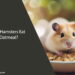Can Hamsters Eat Oatmeal