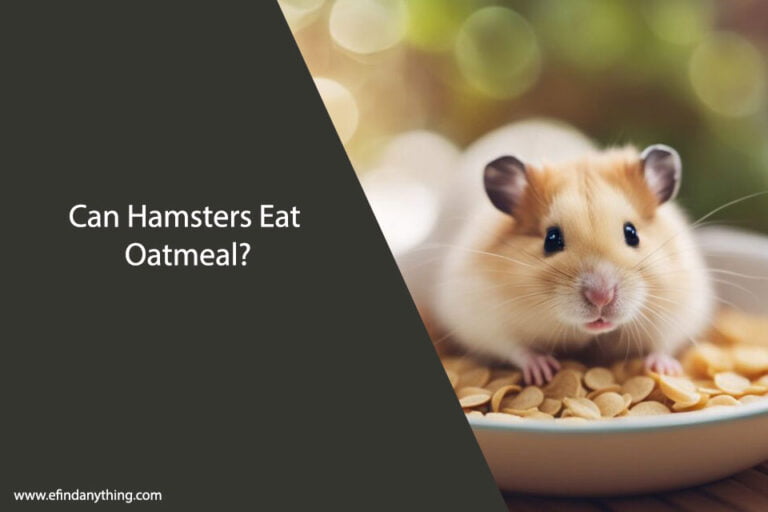 Can Hamsters Eat Oatmeal