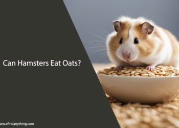 Can Hamsters Eat Oats