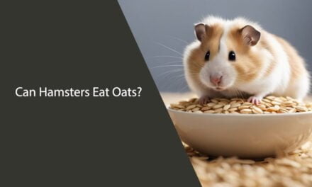 Can Hamsters Eat Oats?