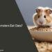 Can Hamsters Eat Oats