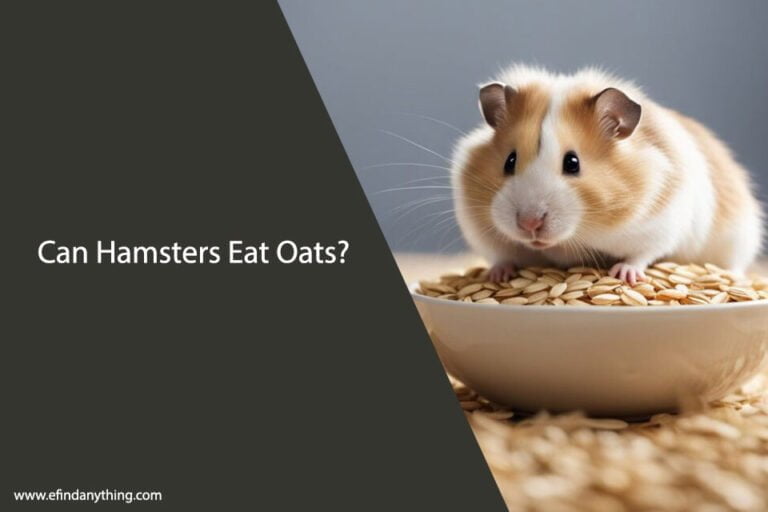 Can Hamsters Eat Oats