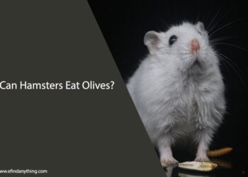 Can Hamsters Eat Olives