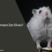 Can Hamsters Eat Olives