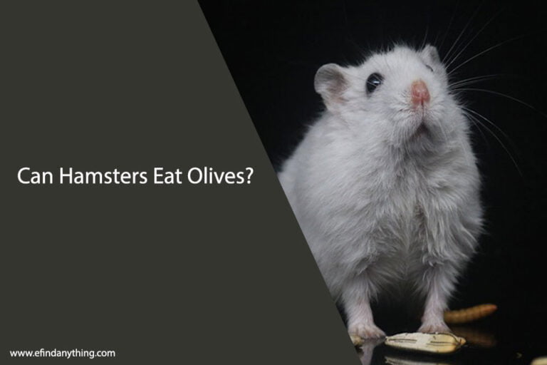 Can Hamsters Eat Olives