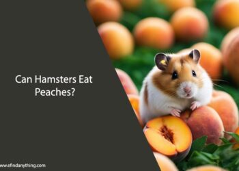 Can Hamsters Eat Peaches