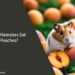 Can Hamsters Eat Peaches