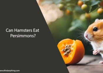 Can Hamsters Eat Persimmons
