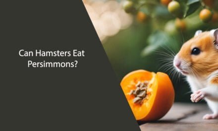 Can Hamsters Eat Persimmons?