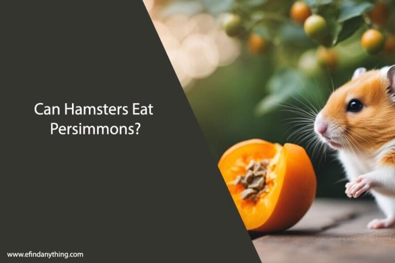 Can Hamsters Eat Persimmons